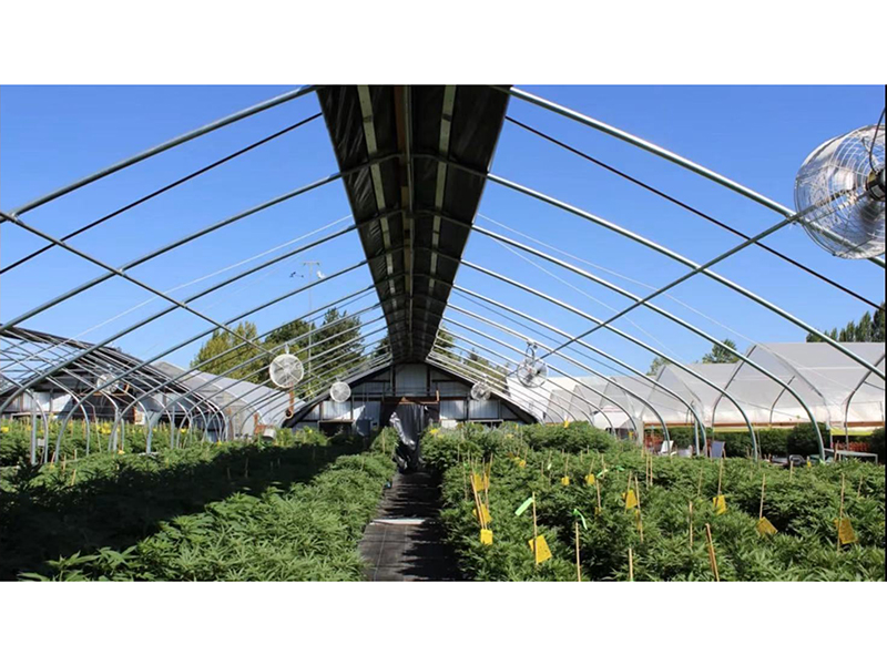 Light Deprivation Greenhouse 2021 Standardized Cannabis Cultivation Greenhouse / Cannabis Nursery Greenhouse-PBSG004 Featured Image