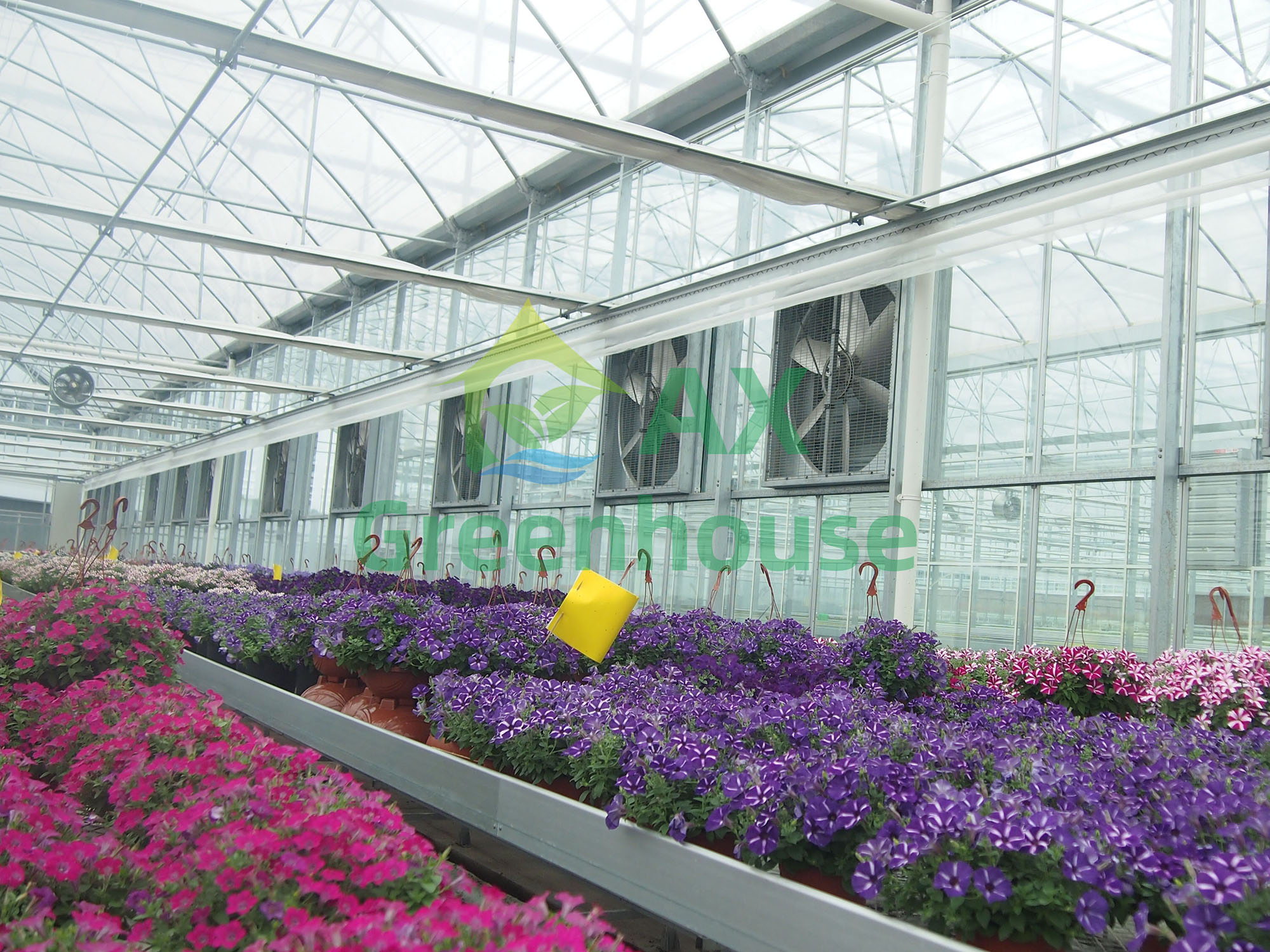 Glimpse of multi span greenhouse