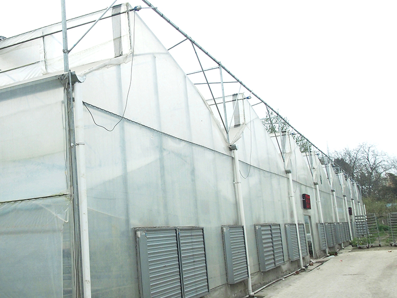Saw Tooth Roof Opening Multi Span Greenhouse For Agriculture Production-PMS006