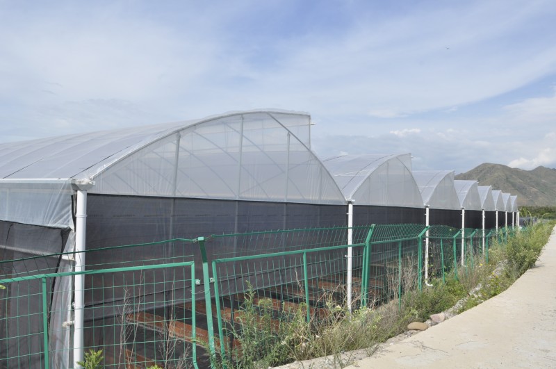 multi-span sawtooth greenhouse