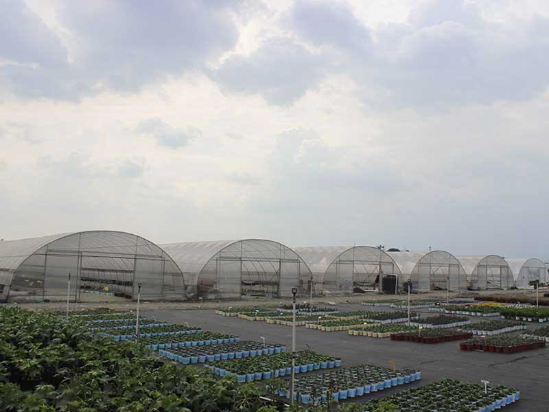 In Stock Fast Delivery Agricultural Single-span Plastic Tunnel Strawberry Greenhouse For Sale-PTD001