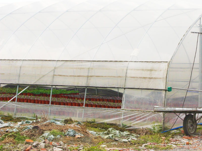 Dome type greenhouse (7)