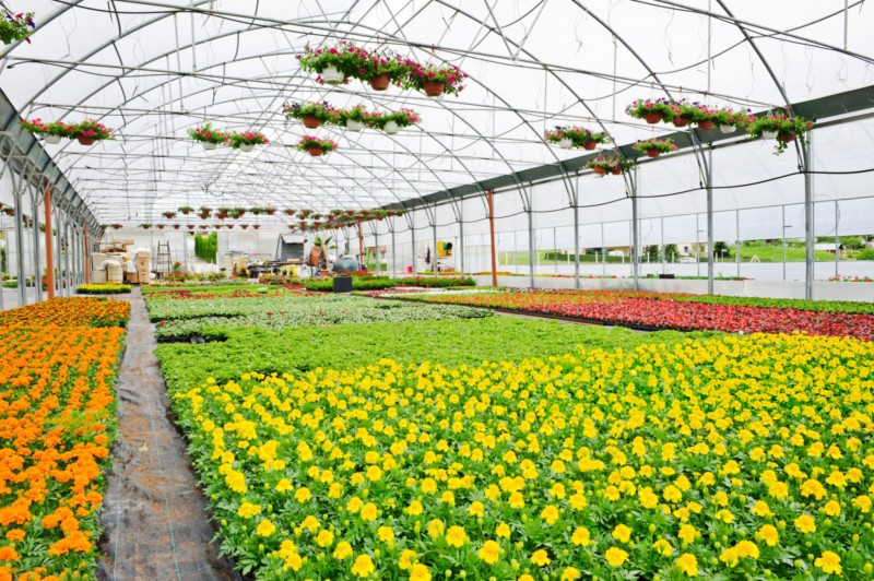 Greenhouse na Marigolds kwenye sufuria
