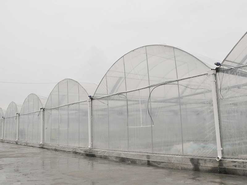 multi-span greenhouse (16)