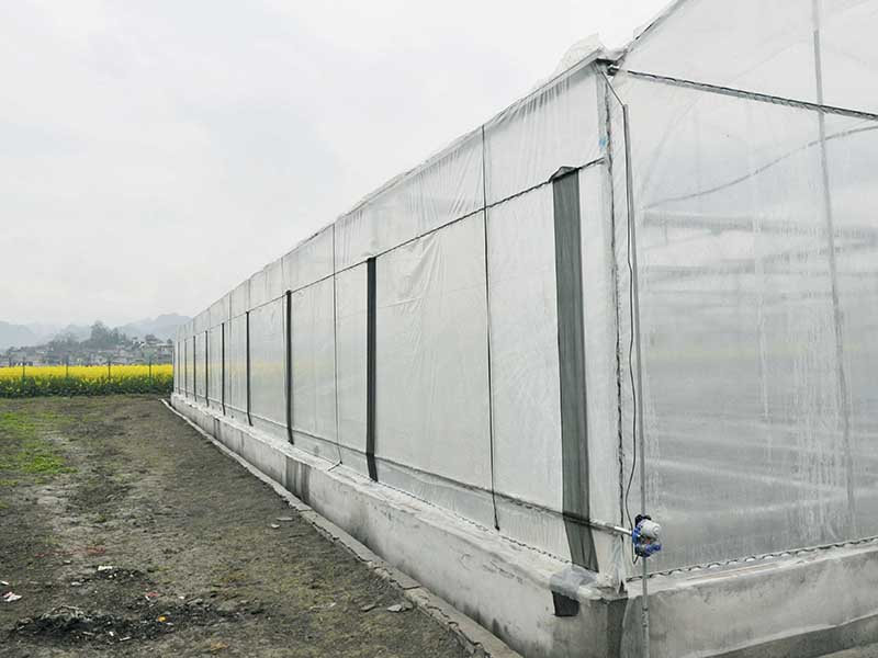 Factory Cheap Hot China Economical and Practical Multi-Span/Single-Span Po/PE Film Greenhouse with Soilless Cultivation to Grow Tomato/Cucumbers/Trawberry/Pepper-PMD001