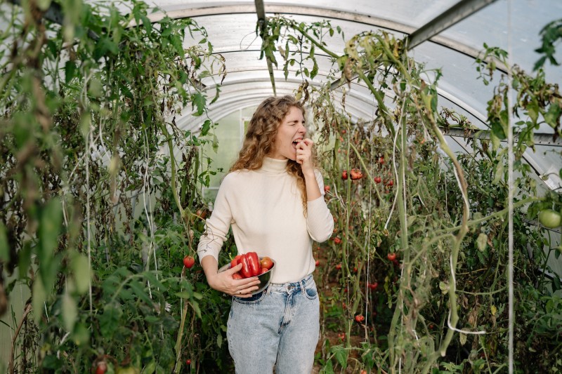 tomato greenhouse