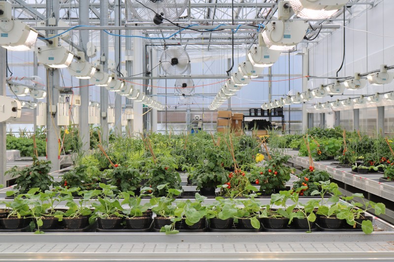 intelligent greenhouse