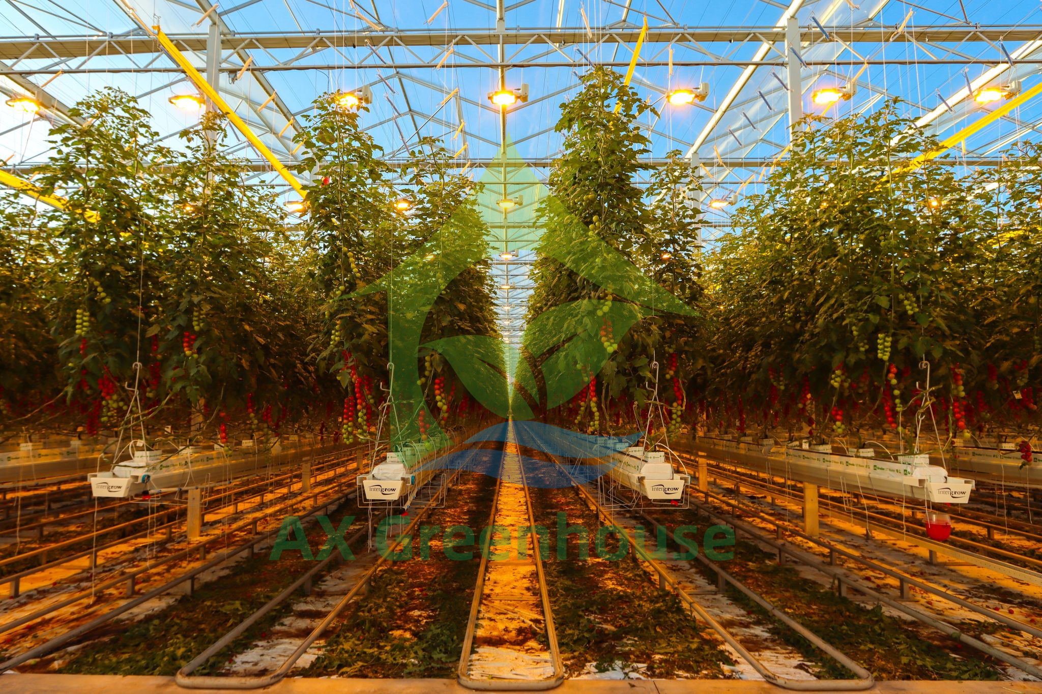 Commercial multi-span tomato greenhouse