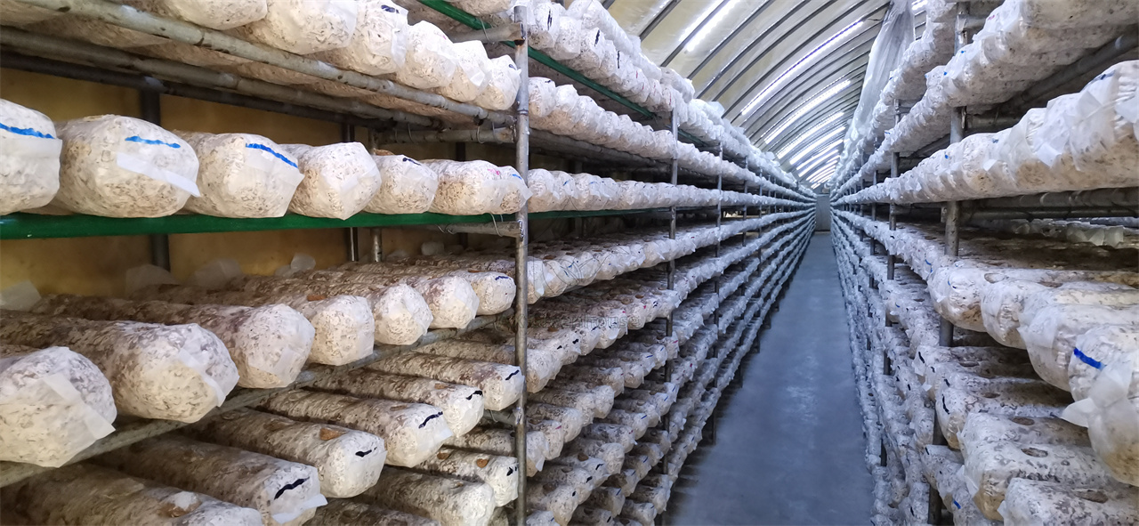 mushroom greenhouse