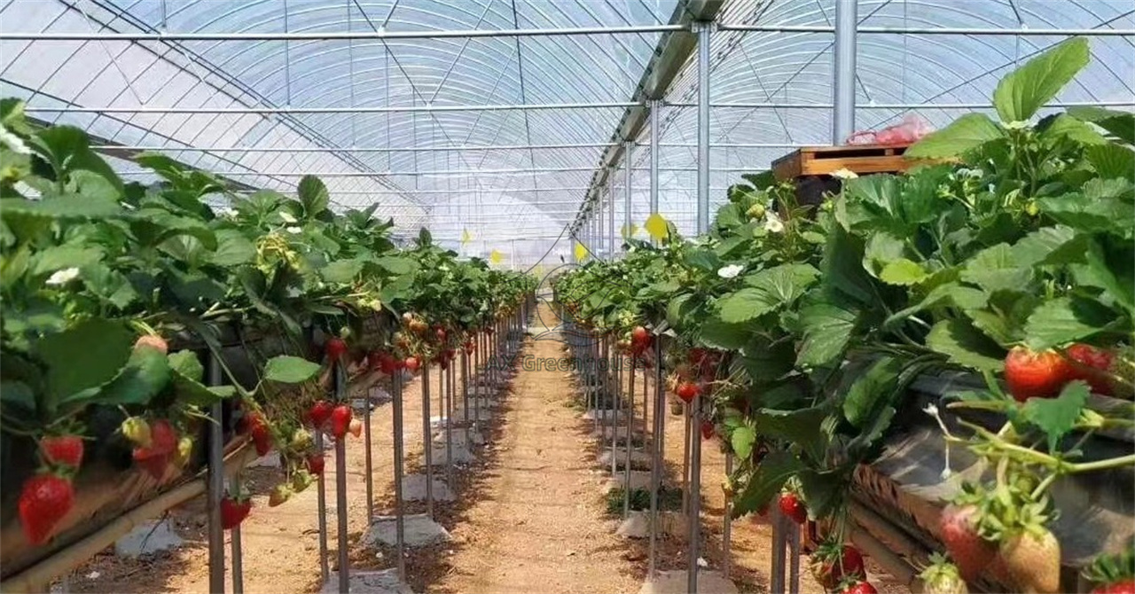 Multi-span film greenhouse for strawberry cultivation