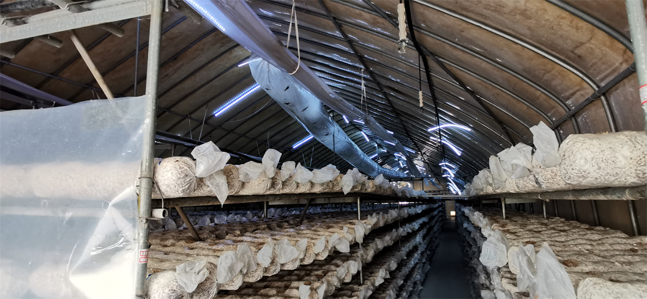 greenhouse for mushroom growing