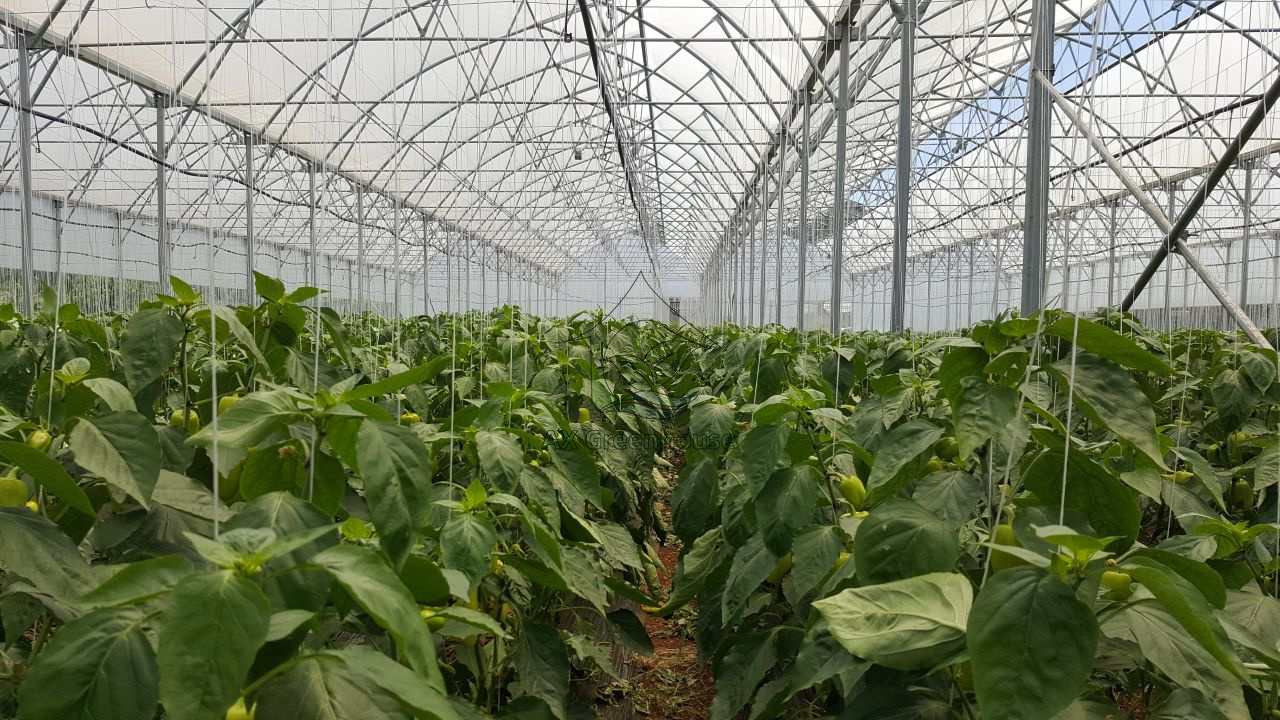 Multi-span film greenhouse for pepper cultivation