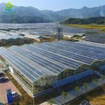 Multi-span Venlo polycarbonate solar photovoltaic greenhouse