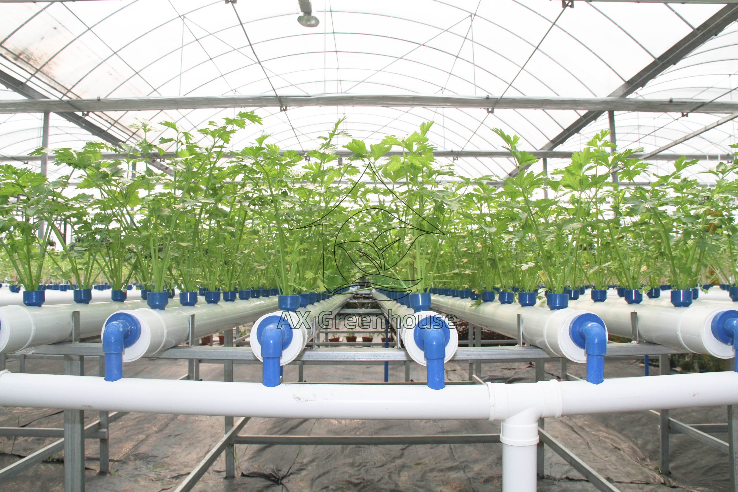 Laying flat hydroponic pipes for soilless cultivation of celery