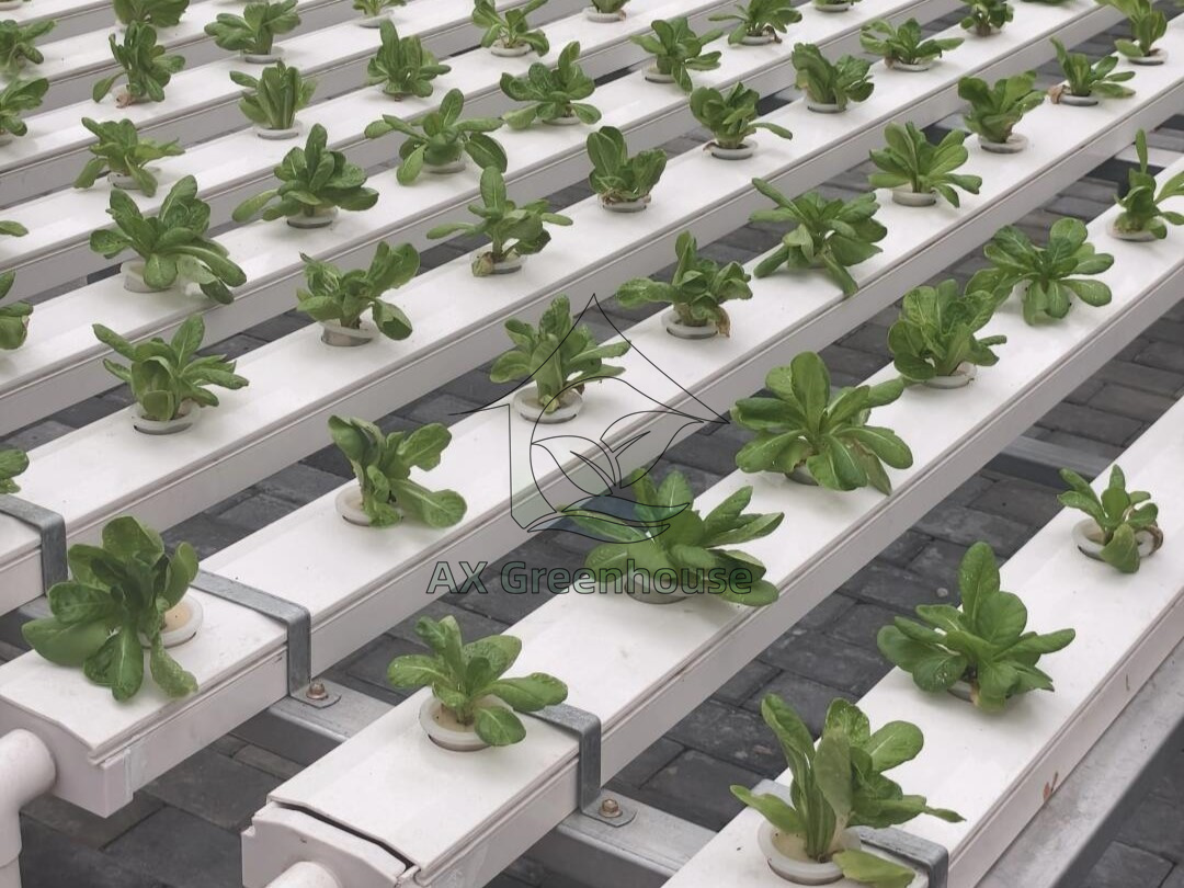 Greenhouse NFT hydroponic growing of lettuce