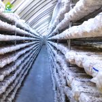 mushroom greenhouse
