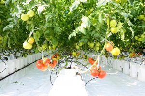 Soilless tomato cultivation