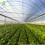 Growing vegetables in a greenhouse