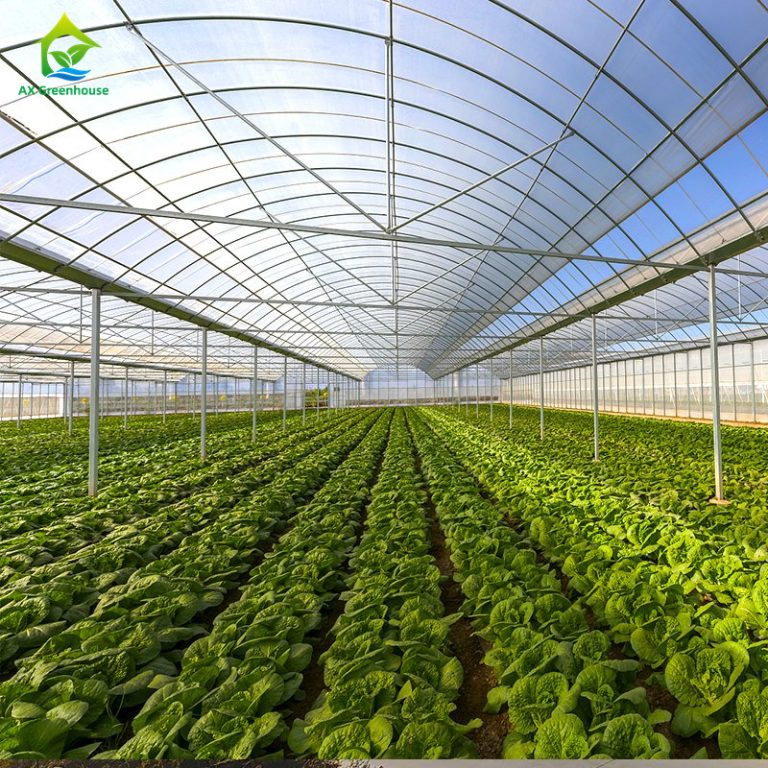 Growing vegetables in a greenhouse