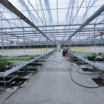 Planting flowers in wire mesh seedbeds in greenhouse