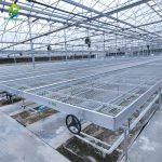Planting flowers in wire mesh seedbeds in greenhouse