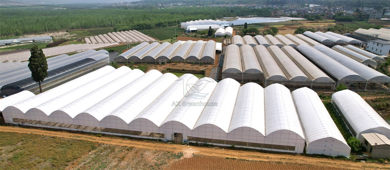 Large mulit span tunnel film greenhouse