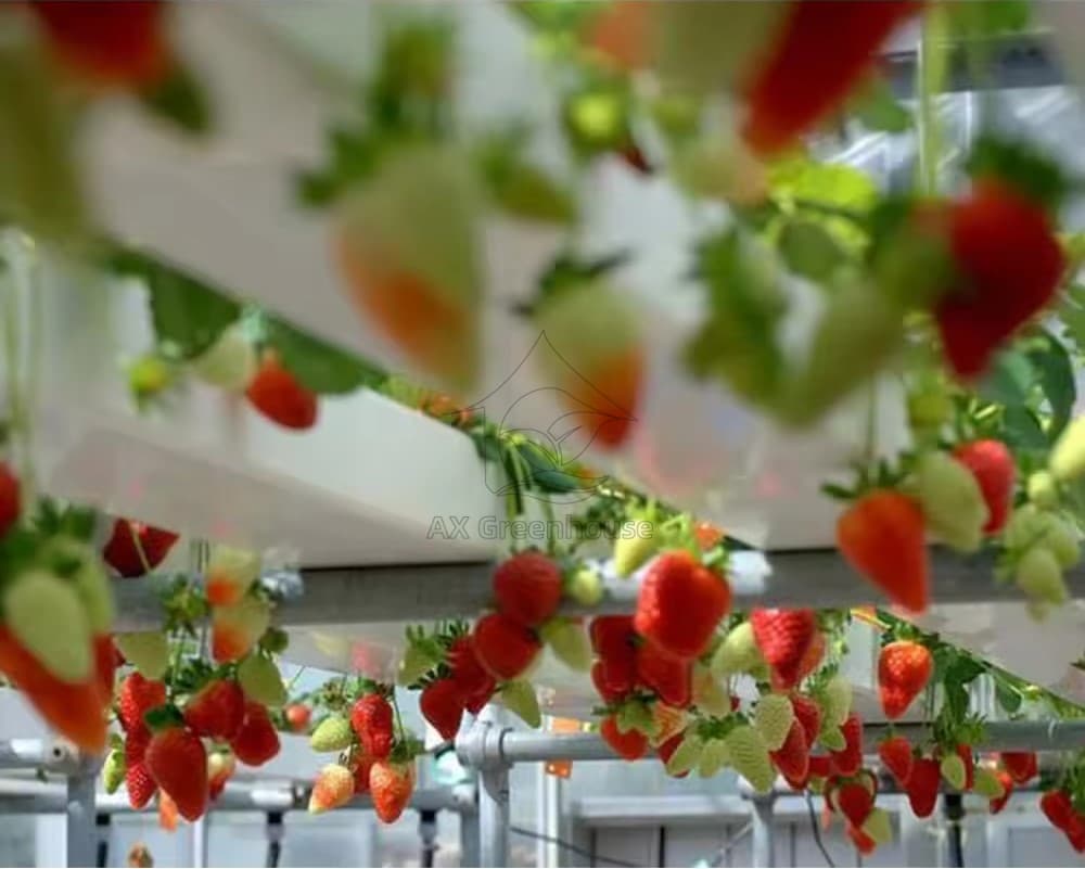 Greenhouse hydroponic/soilless cultivation NFT strawberry planting