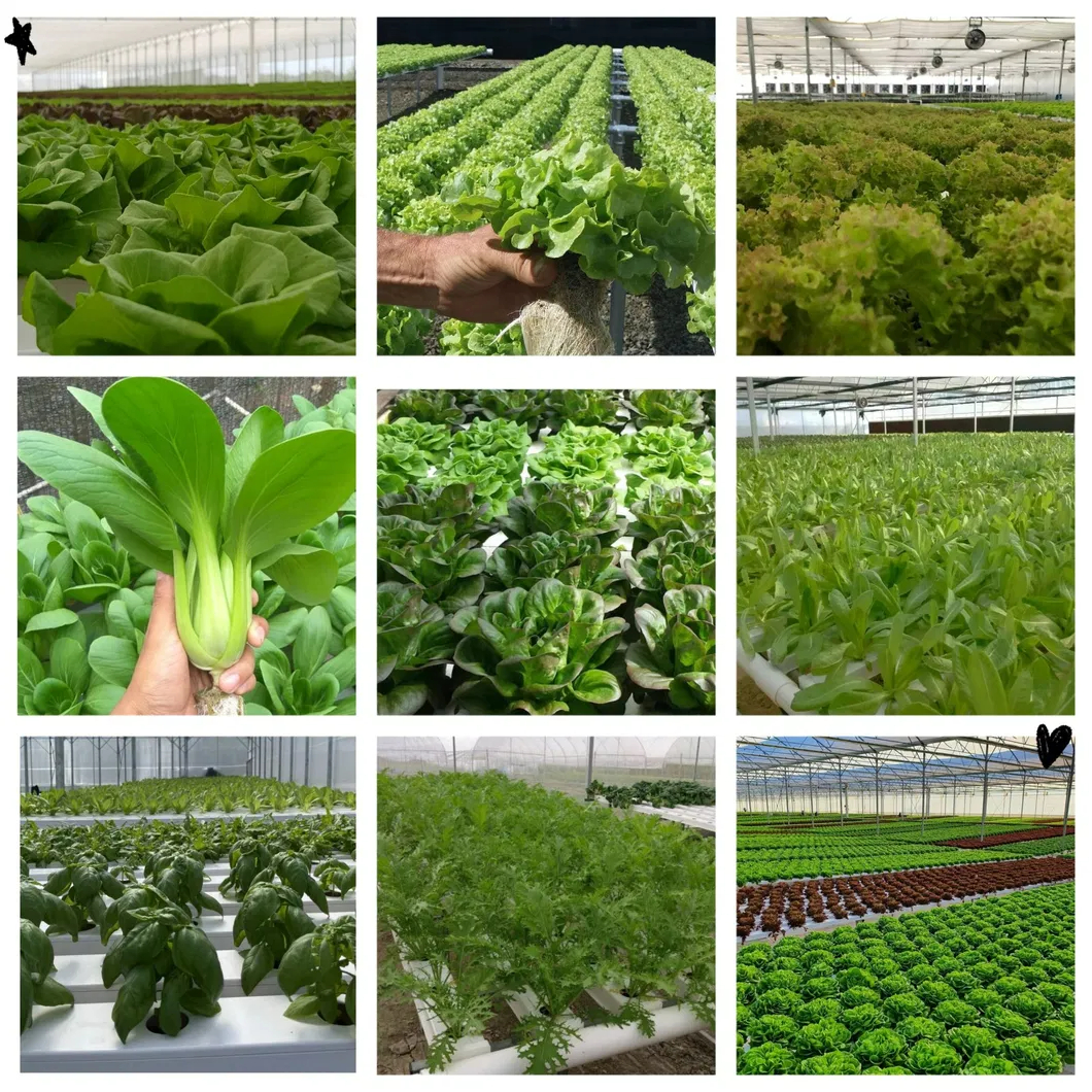 Soilless Cultivation  NFT hydroponics application