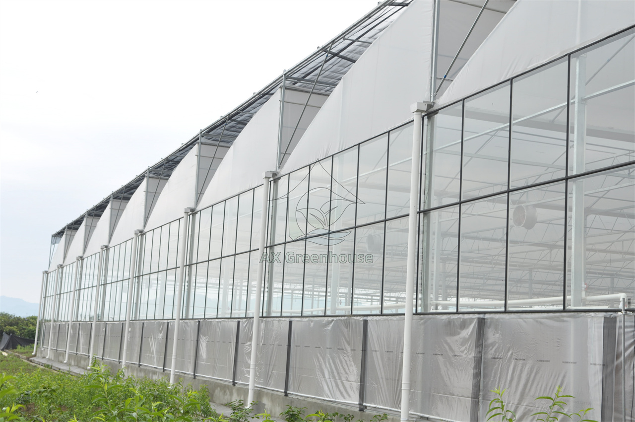 Multi-span connected glass sawtooth agricultural greenhouse