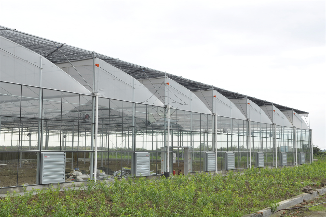 Multi-span connected glass sawtooth agricultural greenhouse