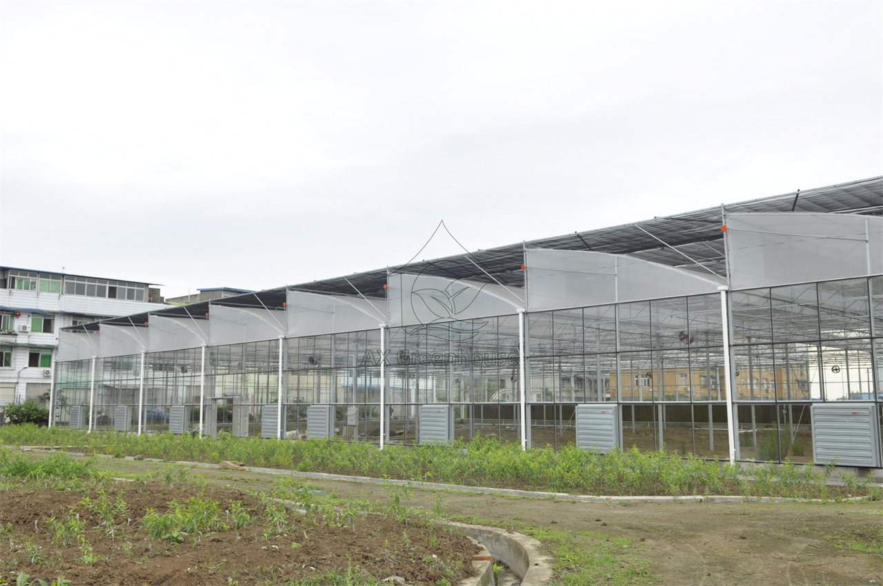 Multi-span connected glass sawtooth agricultural greenhouse