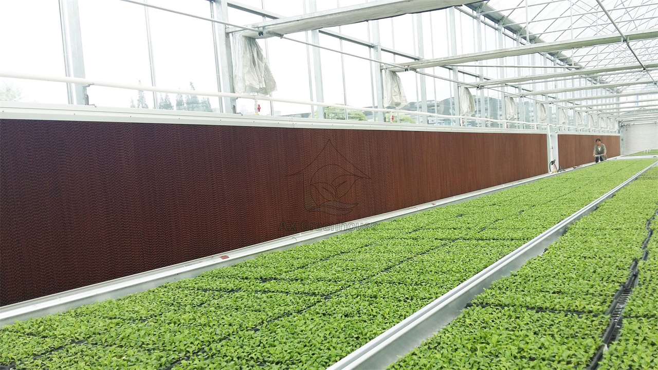 Greenhouse wet curtain ventilation and cooling system