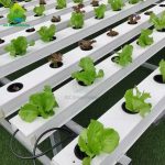 Greenhouse hydroponic/soilless cultivation NFT/ lettuce cultivation