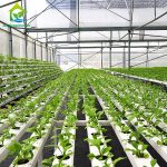 Greenhouse hydroponic/soilless cultivation NFT/ lettuce cultivation