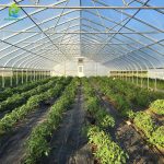 single span tunnel greenhousr Grow peppers