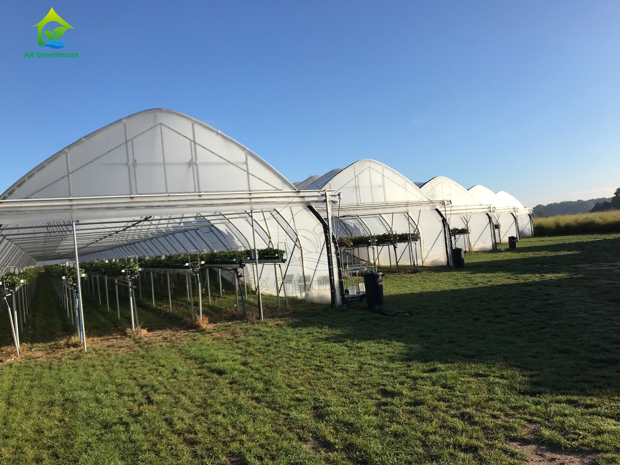 transparent Peach-pointed top single-span film tunnel greenhouse interior growing vegetable