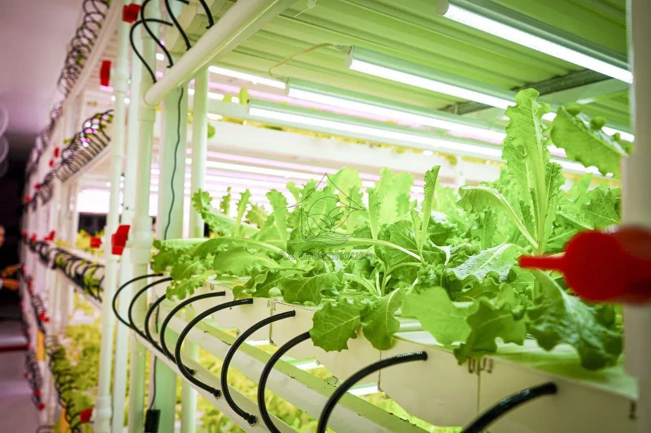 Container Farm Multi-layer Vertical NFT Hydroponic Soilless Cultivation System with LED Plant Growth Lights for Lettuce Growing
