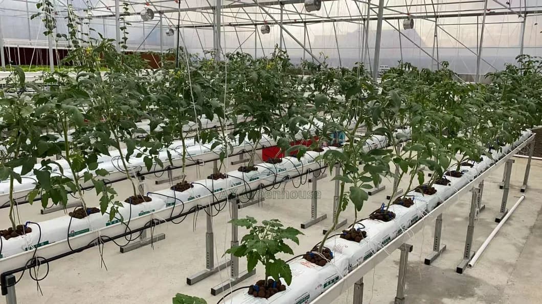 Pepper cultivation in PVC planting troughs in greenhouses
