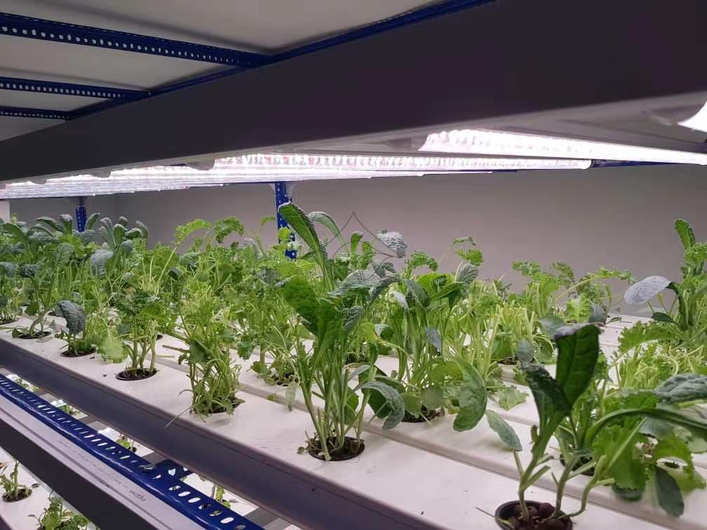 Container Farm Multi-layer Vertical NFT Hydroponic Soilless Cultivation System with LED Plant Growth Lights for Lettuce Growing