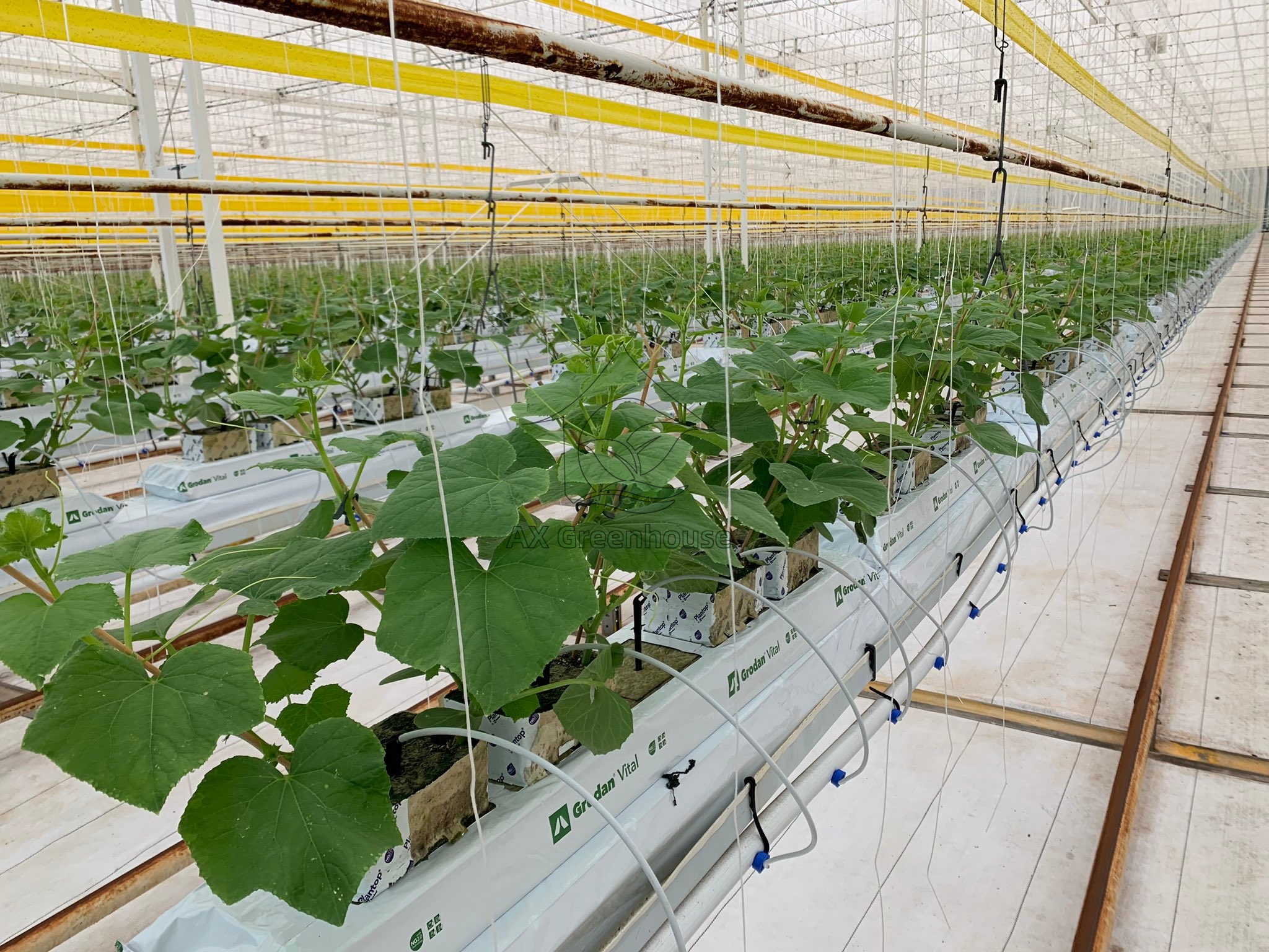 Greenhouse large-scale substrate culture cultivation of cucumbers