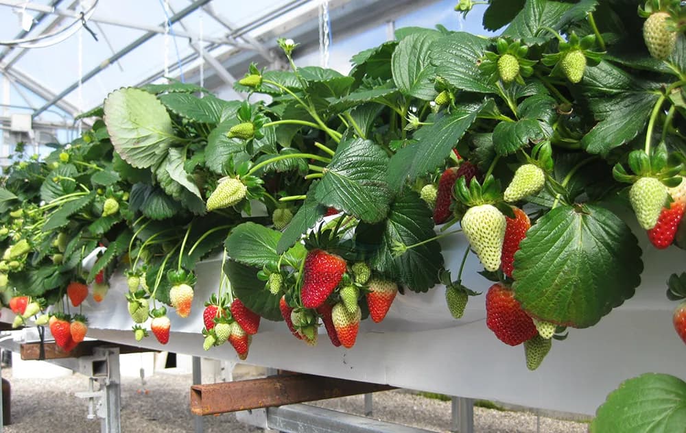 Substrate culture cultivation of strawberries
