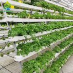 Soilless Cultivation Microgreens Hydroponics Systems A-shaped Multilayer Vertical Growing vegetable NFT System