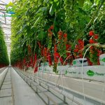 Greenhouse large-scale substrate culture cultivation of tomato
