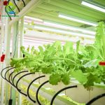 Container Farm Multi-layer Vertical NFT Hydroponic Soilless Cultivation System with LED Plant Growth Lights for Lettuce Growing