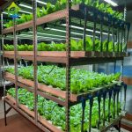 Container Farm Multi-layer Vertical NFT Hydroponic Soilless Cultivation System with LED Plant Growth Lights for Lettuce Growing