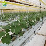 Greenhouse large-scale substrate culture cultivation of cucumbers
