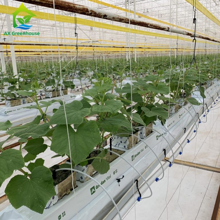 Greenhouse large-scale substrate culture cultivation of cucumbers