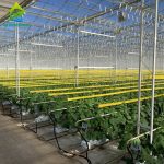 Greenhouse large-scale substrate culture cultivation of cucumbers