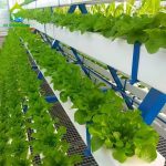 Soilless Cultivation Microgreens Hydroponics Systems A-shaped Multilayer Vertical Growing vegetable NFT System