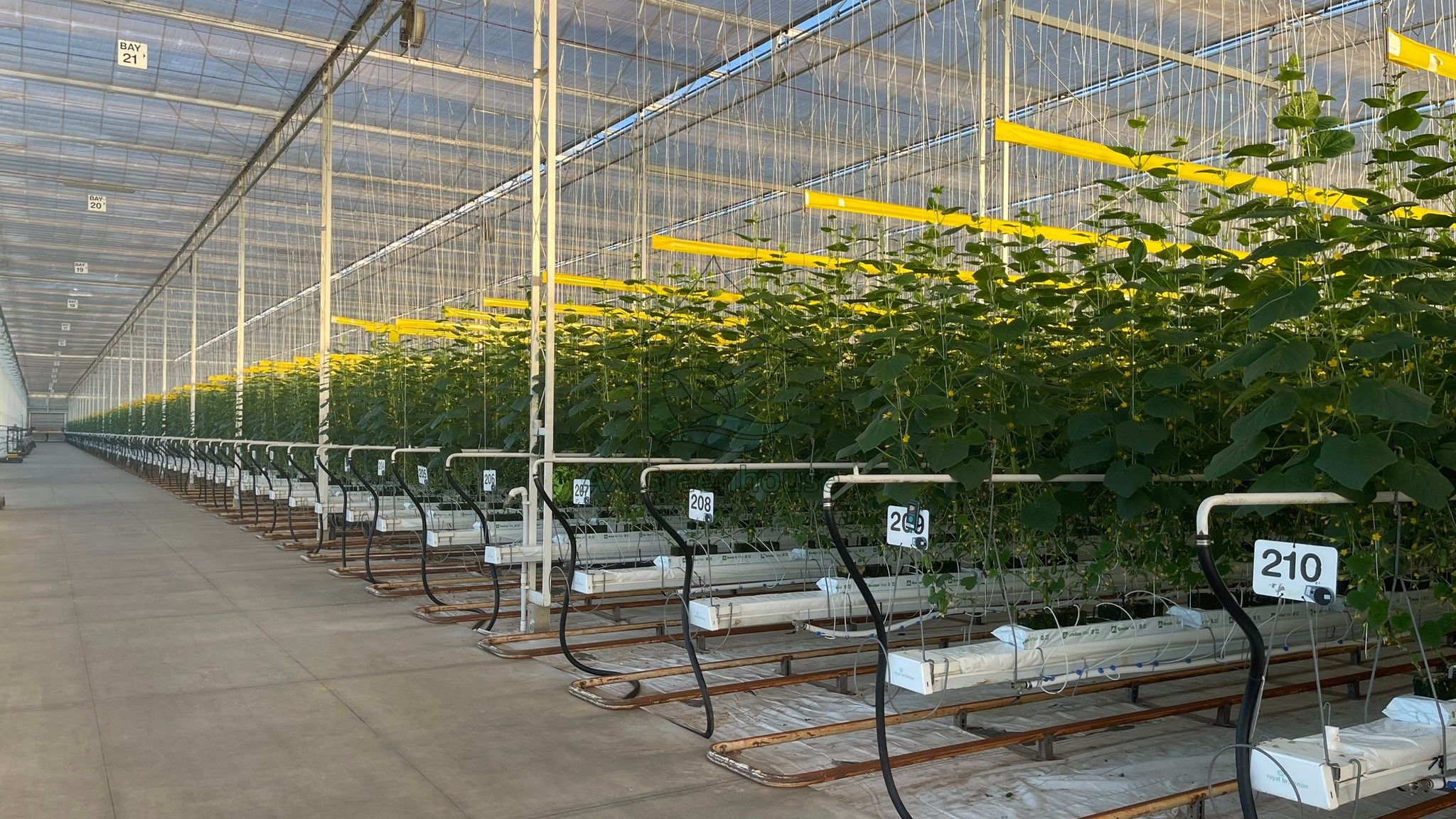 Cucumber cultivation in large glass greenhouses